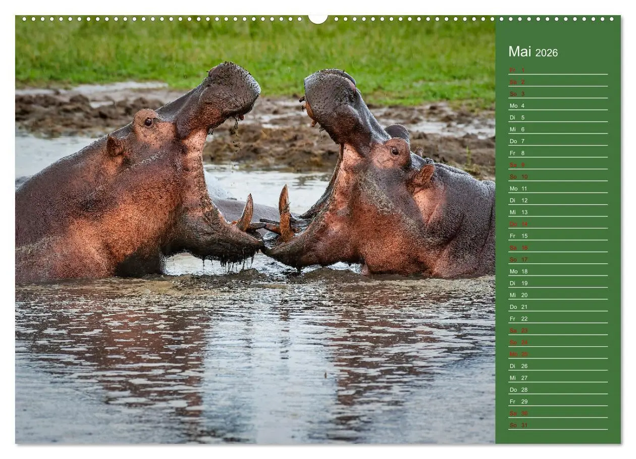 Bild: 9783457590669 | UGANDA - Perle Afrikas (Wandkalender 2026 DIN A2 quer), CALVENDO...