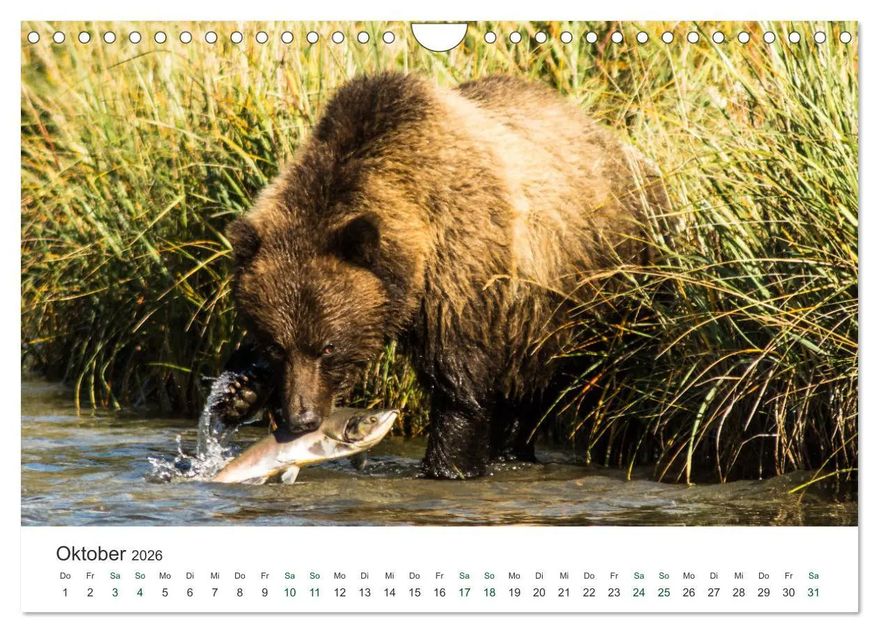 Bild: 9783457890769 | Into the Wild - Kanada und Alaska (Wandkalender 2026 DIN A4 quer),...