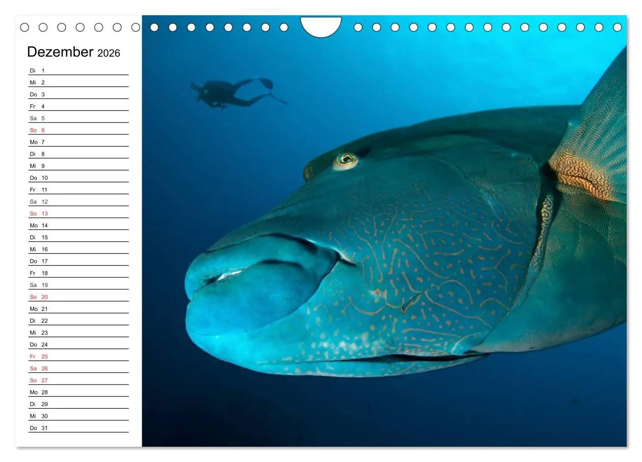 Bild: 9783516120769 | Tauchen - Abenteuer in Neptuns Wunderwelt (Wandkalender 2026 DIN A4...