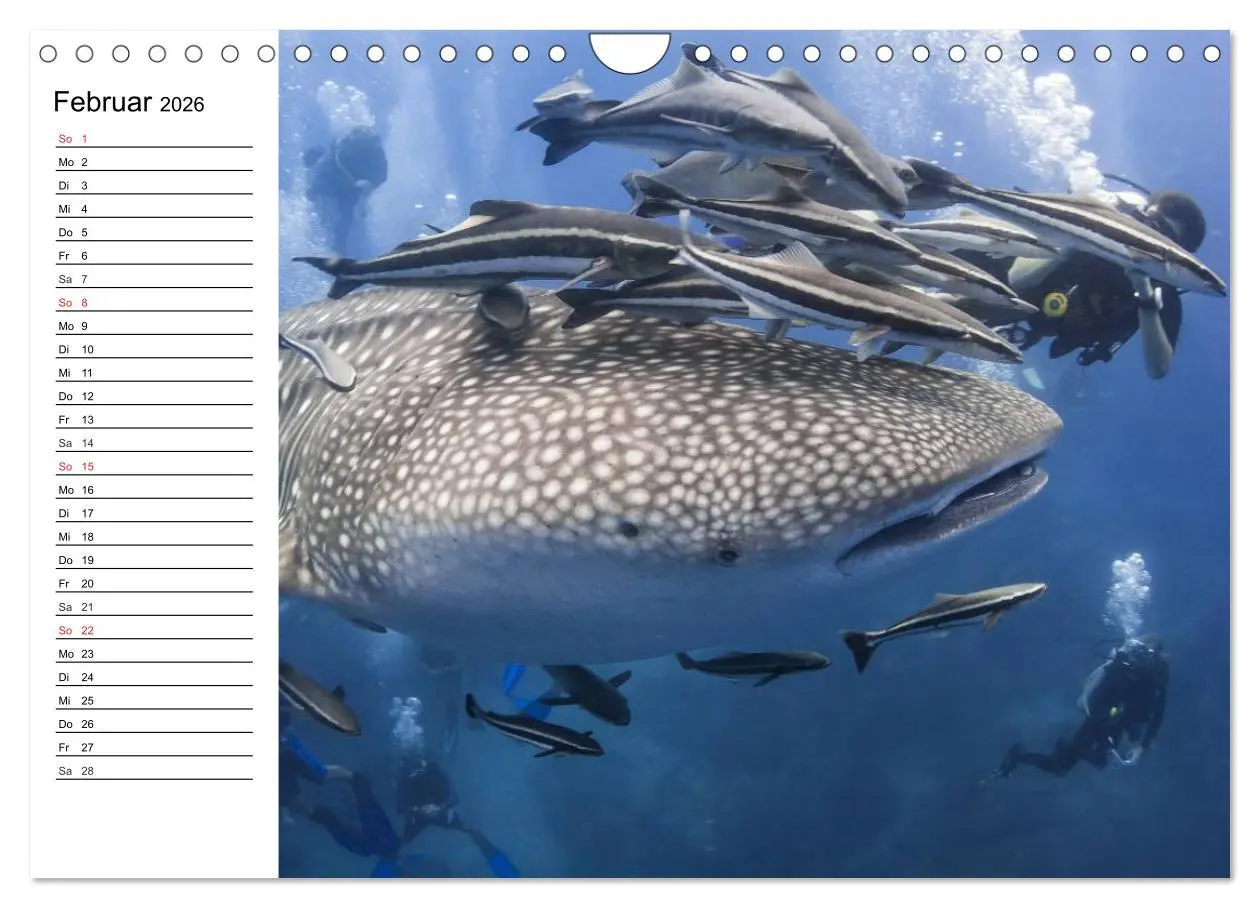 Bild: 9783516120769 | Tauchen - Abenteuer in Neptuns Wunderwelt (Wandkalender 2026 DIN A4...