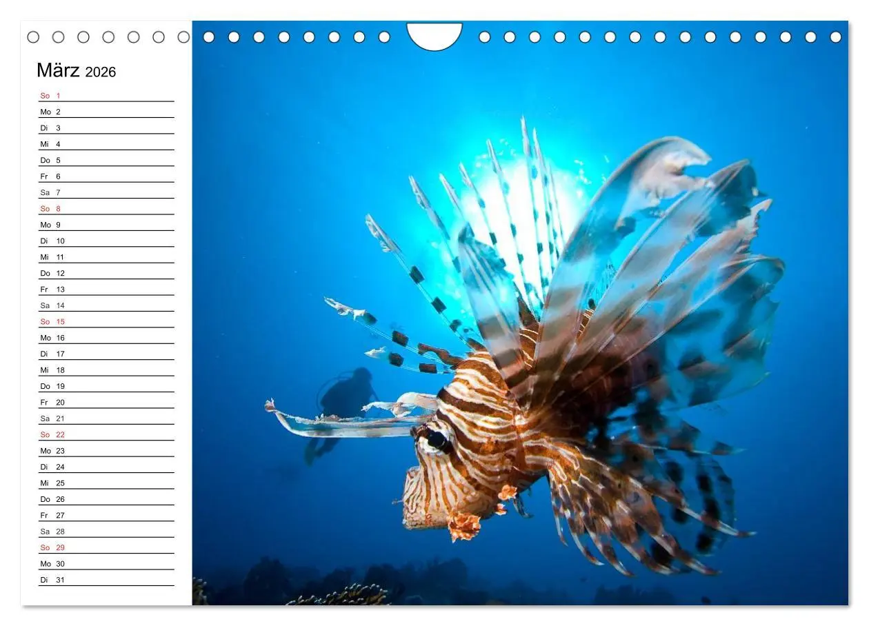 Bild: 9783516120769 | Tauchen - Abenteuer in Neptuns Wunderwelt (Wandkalender 2026 DIN A4...