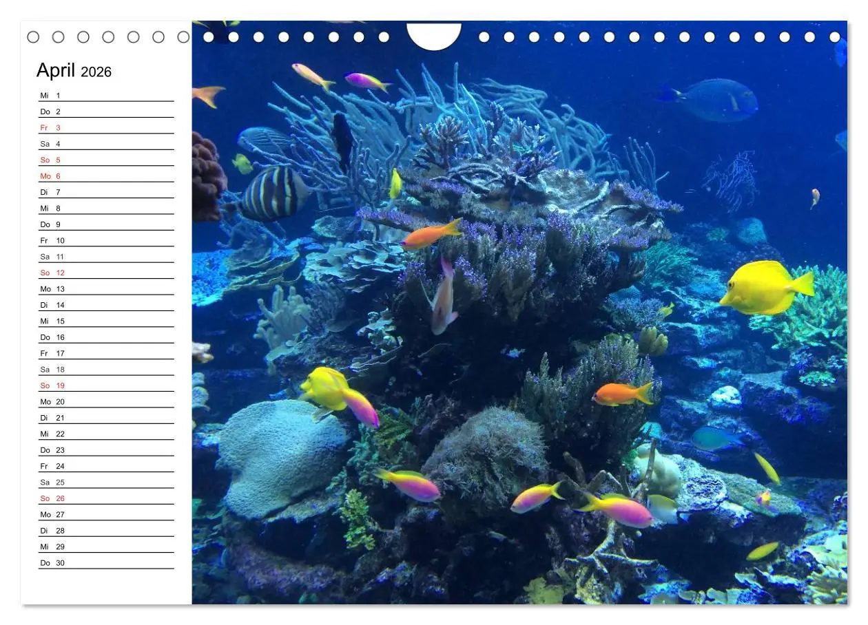 Bild: 9783516120769 | Tauchen - Abenteuer in Neptuns Wunderwelt (Wandkalender 2026 DIN A4...