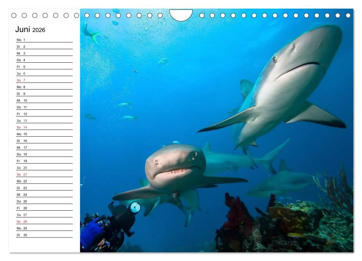 Bild: 9783516120769 | Tauchen - Abenteuer in Neptuns Wunderwelt (Wandkalender 2026 DIN A4...