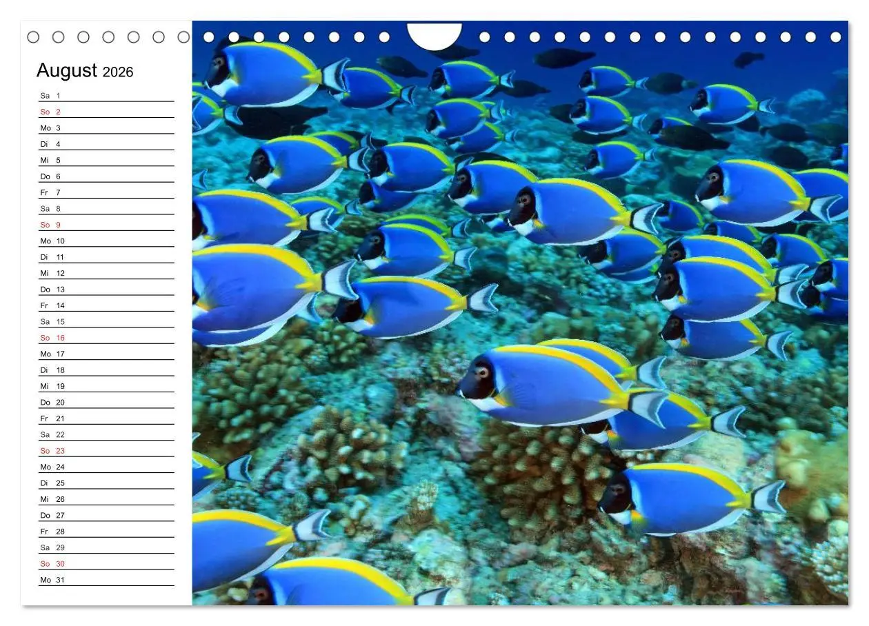 Bild: 9783516120769 | Tauchen - Abenteuer in Neptuns Wunderwelt (Wandkalender 2026 DIN A4...