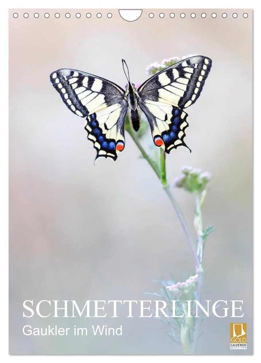 Cover: 9783516430769 | Schmetterlinge - Gaukler im Wind (Wandkalender 2026 DIN A4 hoch),...