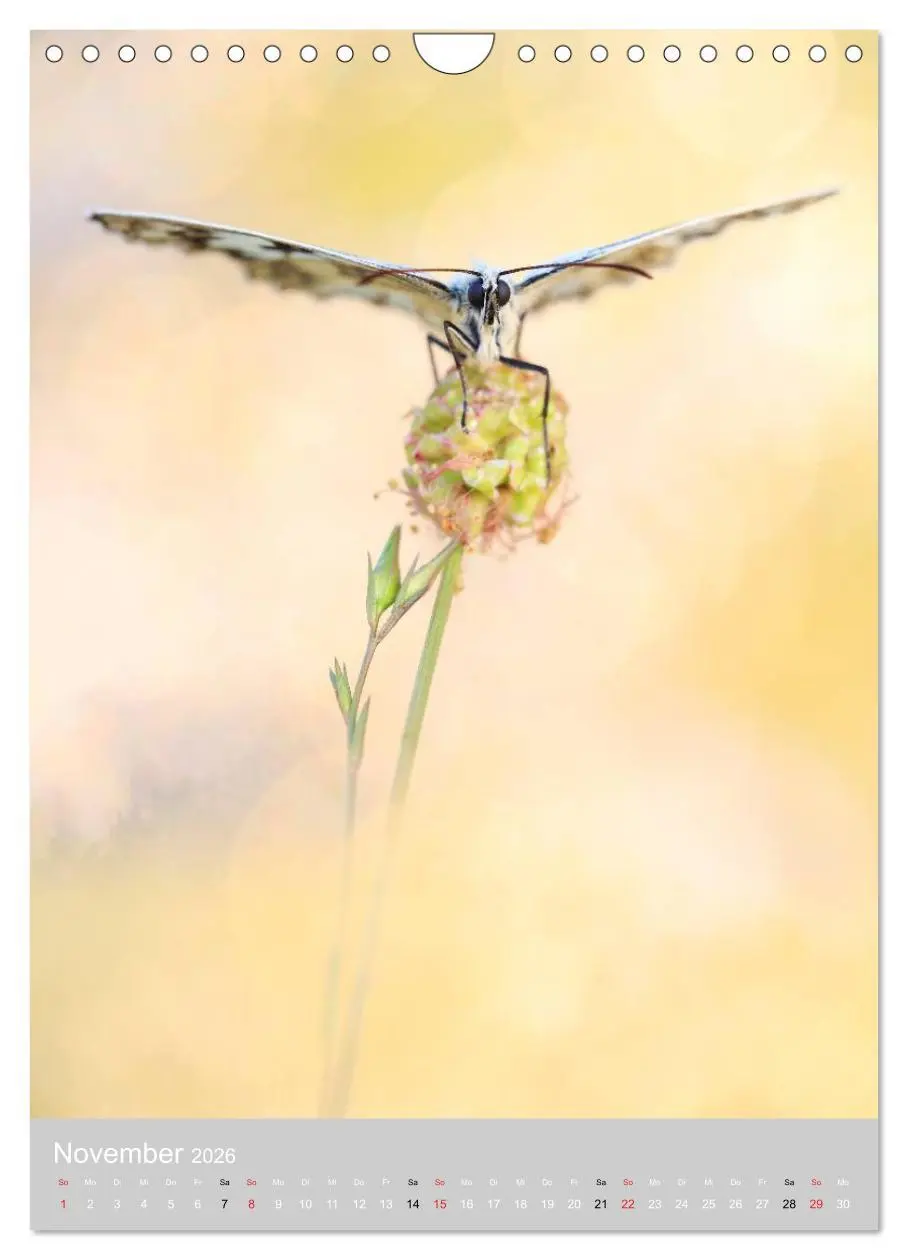 Bild: 9783516430769 | Schmetterlinge - Gaukler im Wind (Wandkalender 2026 DIN A4 hoch),...