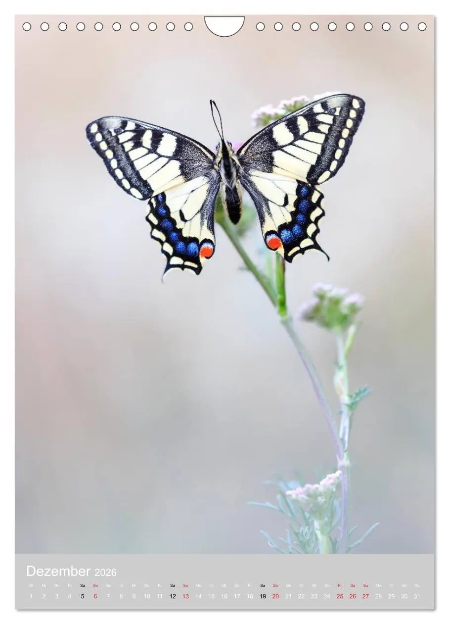 Bild: 9783516430769 | Schmetterlinge - Gaukler im Wind (Wandkalender 2026 DIN A4 hoch),...