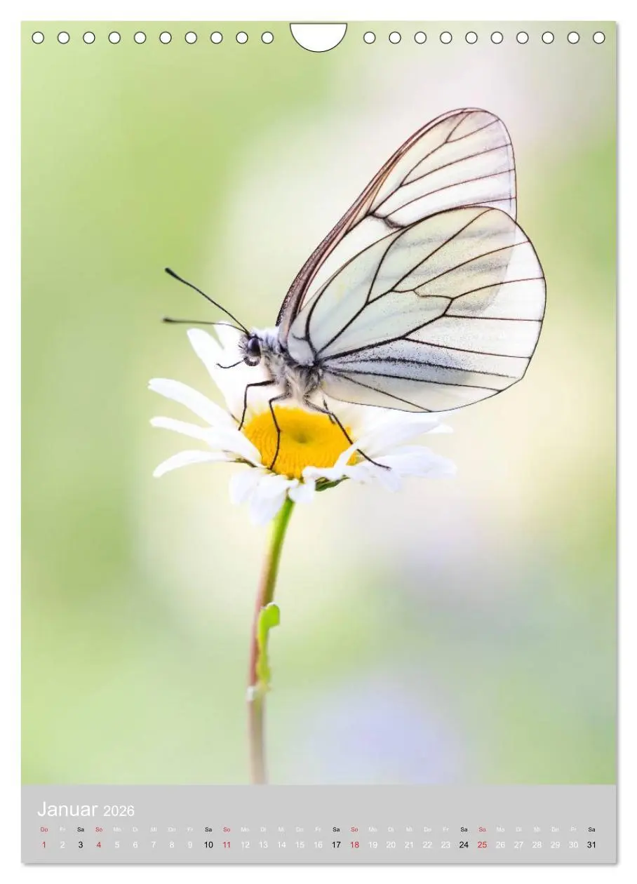Bild: 9783516430769 | Schmetterlinge - Gaukler im Wind (Wandkalender 2026 DIN A4 hoch),...