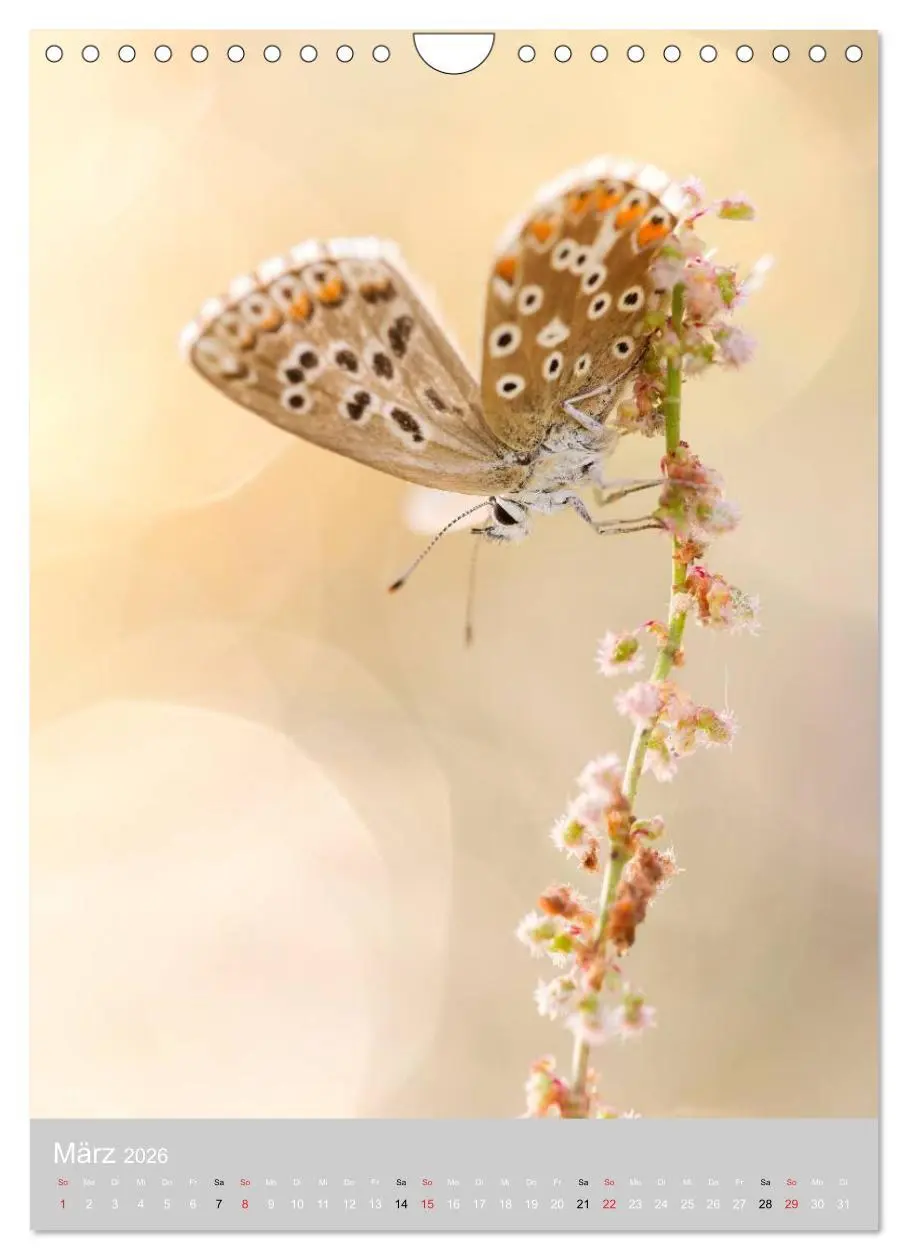 Bild: 9783516430769 | Schmetterlinge - Gaukler im Wind (Wandkalender 2026 DIN A4 hoch),...