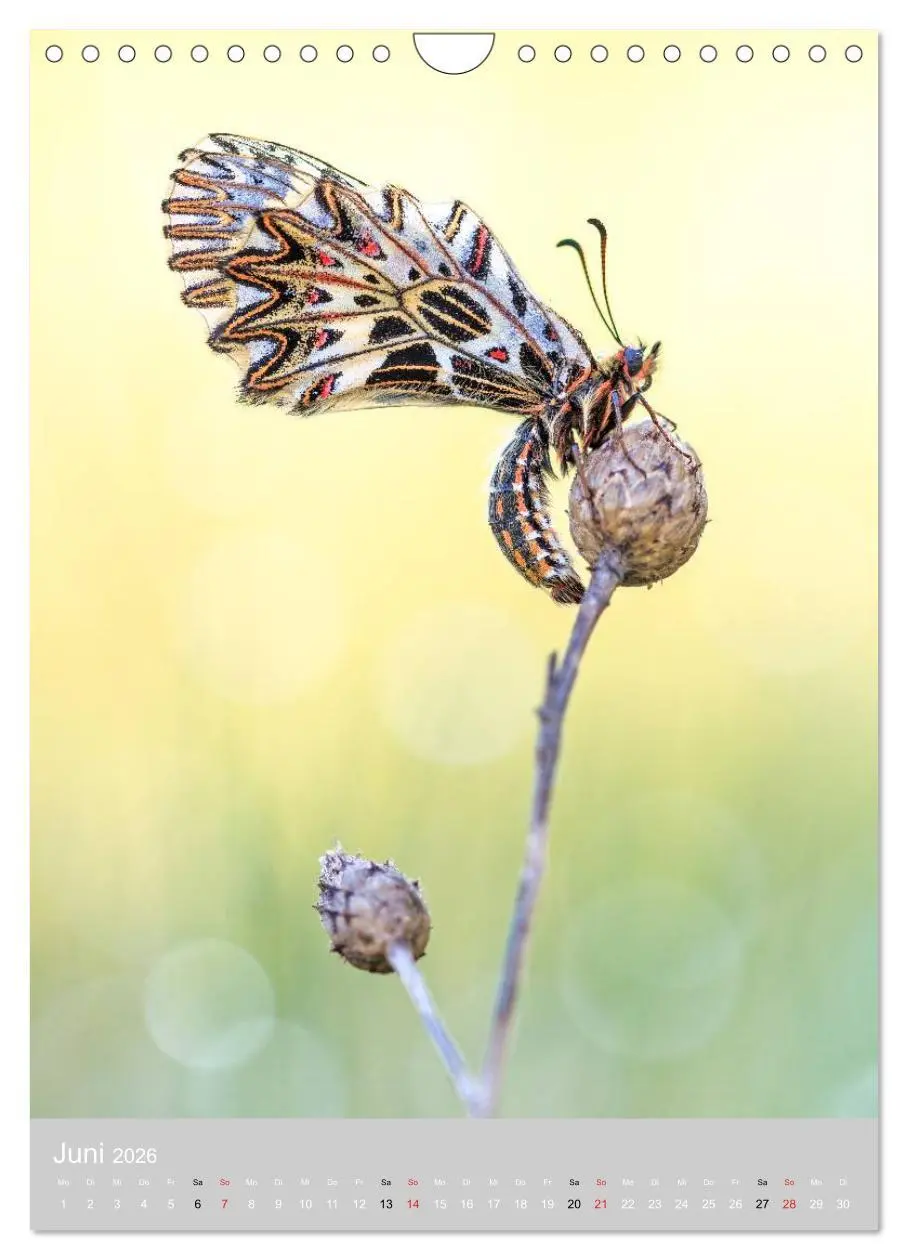 Bild: 9783516430769 | Schmetterlinge - Gaukler im Wind (Wandkalender 2026 DIN A4 hoch),...