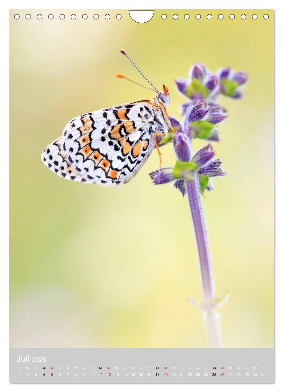 Bild: 9783516430769 | Schmetterlinge - Gaukler im Wind (Wandkalender 2026 DIN A4 hoch),...