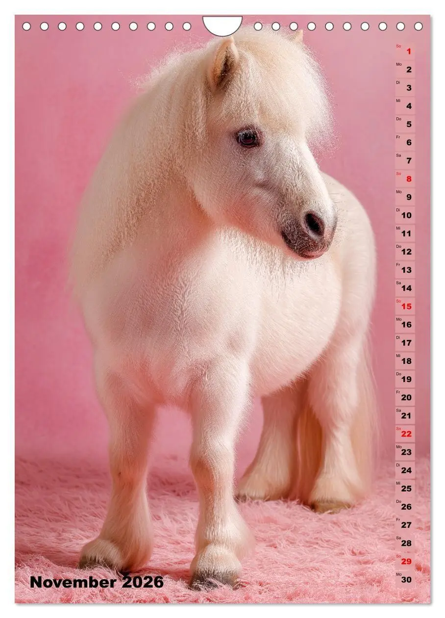 Bild: 9783516670769 | Das Leben ist ein Ponyhof - Zwergponys im Studiolicht (Wandkalender...