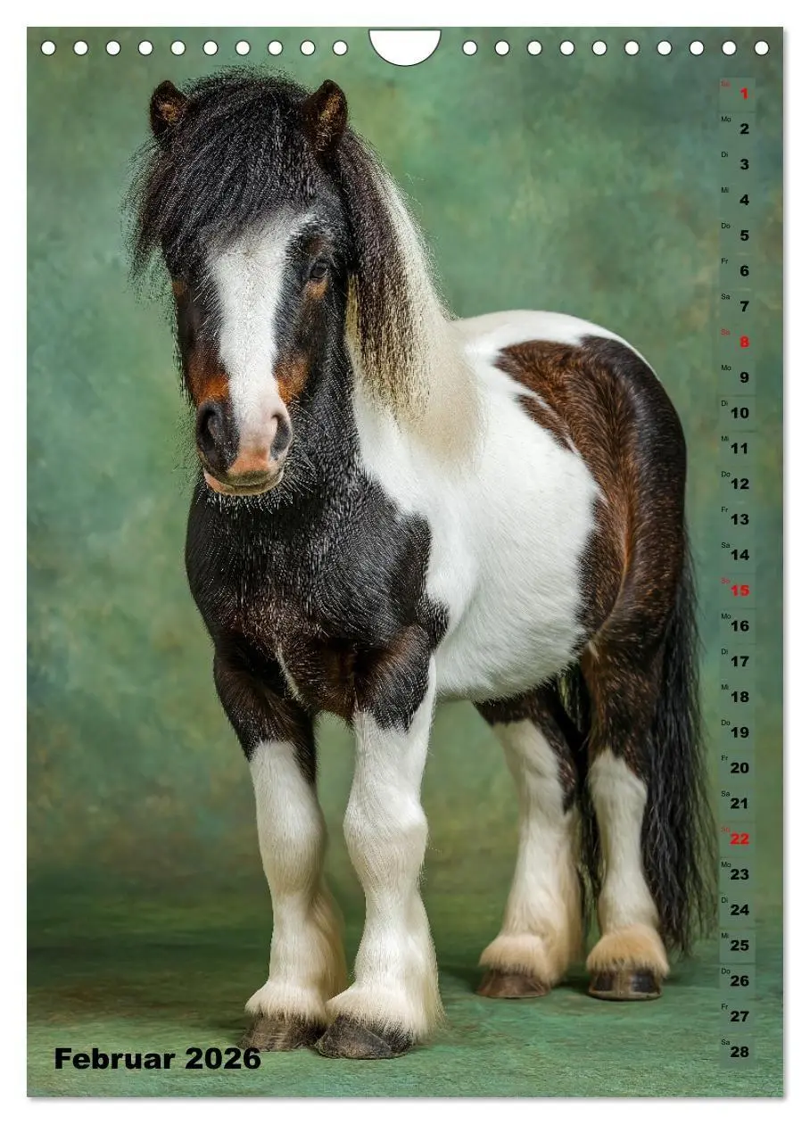 Bild: 9783516670769 | Das Leben ist ein Ponyhof - Zwergponys im Studiolicht (Wandkalender...