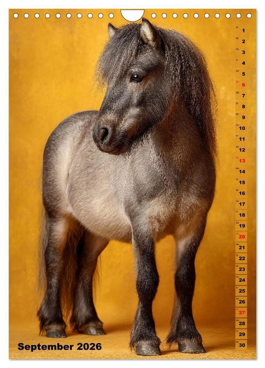 Bild: 9783516670769 | Das Leben ist ein Ponyhof - Zwergponys im Studiolicht (Wandkalender...