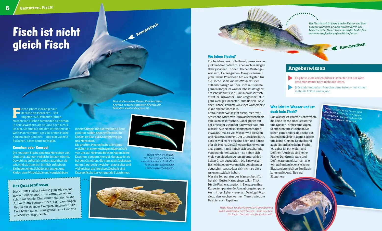 Bild: 9783788620769 | WAS IST WAS Band 41 Fische. Wunderwelt im Wasser | Nicolai Schirawski
