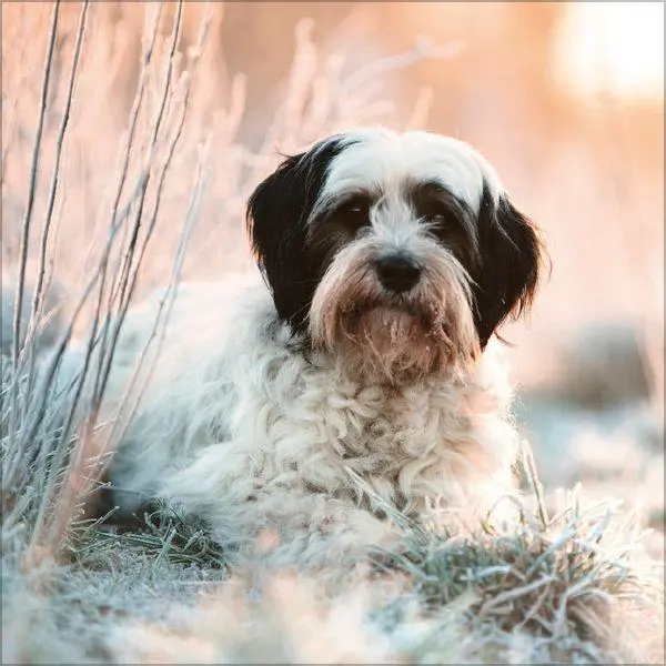 Bild: 9783819300769 | Dogs 2027 | Verlag Korsch | Kalender | 13 S. | Deutsch | 2027