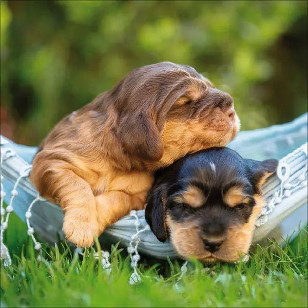 Bild: 9783819300769 | Dogs 2027 | Verlag Korsch | Kalender | 13 S. | Deutsch | 2027