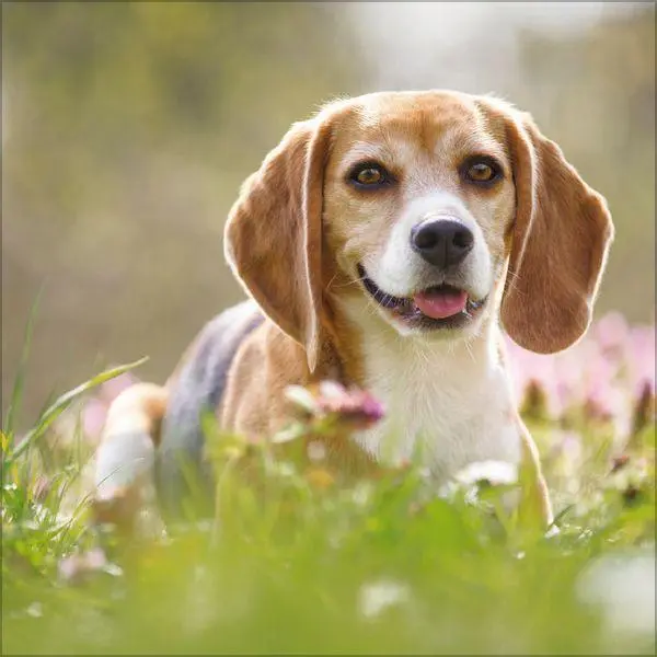 Bild: 9783819300769 | Dogs 2027 | Verlag Korsch | Kalender | 13 S. | Deutsch | 2027