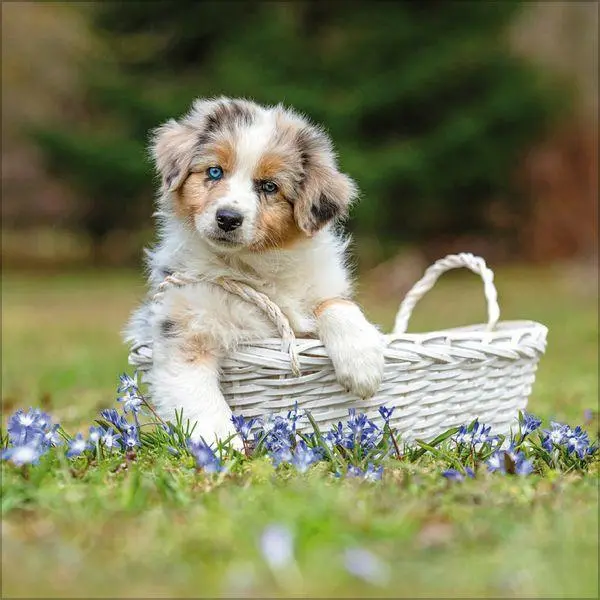 Bild: 9783819300769 | Dogs 2027 | Verlag Korsch | Kalender | 13 S. | Deutsch | 2027