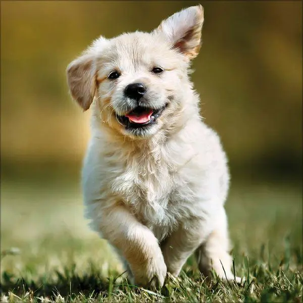 Bild: 9783819300769 | Dogs 2027 | Verlag Korsch | Kalender | 13 S. | Deutsch | 2027