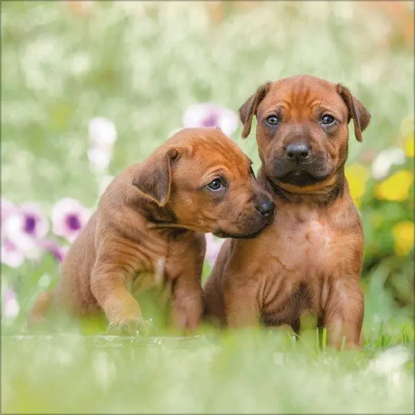 Bild: 9783819300769 | Dogs 2027 | Verlag Korsch | Kalender | 13 S. | Deutsch | 2027