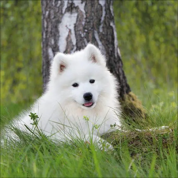 Bild: 9783819300769 | Dogs 2027 | Verlag Korsch | Kalender | 13 S. | Deutsch | 2027