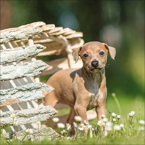 Bild: 9783819300769 | Dogs 2027 | Verlag Korsch | Kalender | 13 S. | Deutsch | 2027