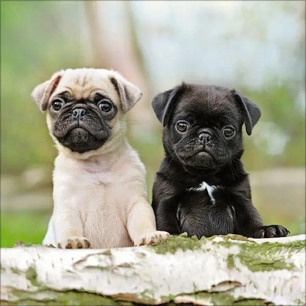 Bild: 9783819300769 | Dogs 2027 | Verlag Korsch | Kalender | 13 S. | Deutsch | 2027