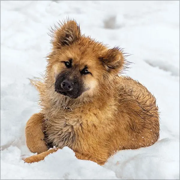 Bild: 9783819300769 | Dogs 2027 | Verlag Korsch | Kalender | 13 S. | Deutsch | 2027