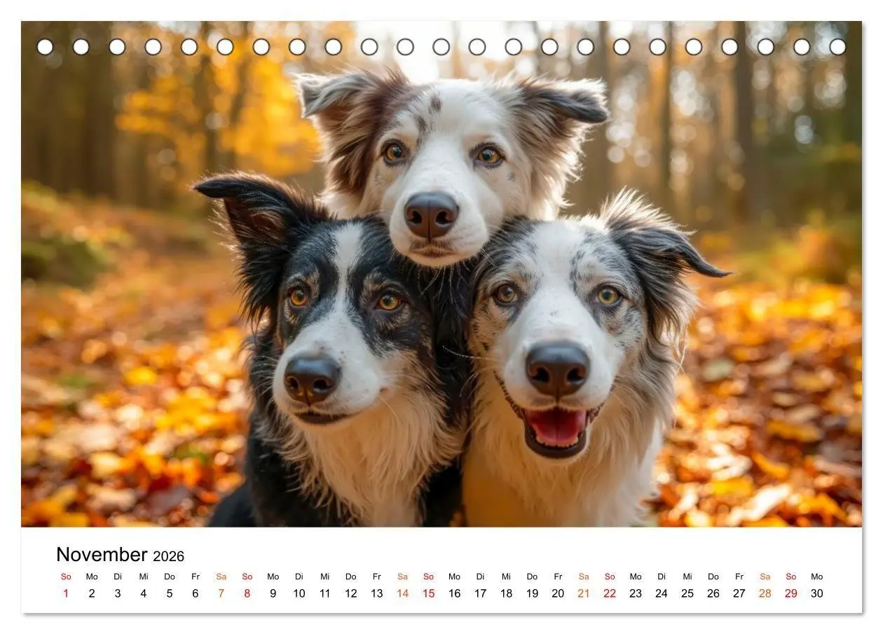 Bild: 9783516730869 | Border Collies Hüteprofis (Tischkalender 2026 DIN A5 quer),...