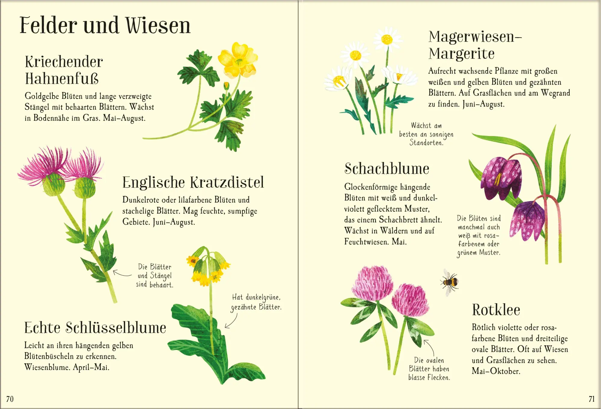 Bild: 9781035701469 | Mein Usborne-Naturführer | Sam Smith (u. a.) | Taschenbuch | 96 S.