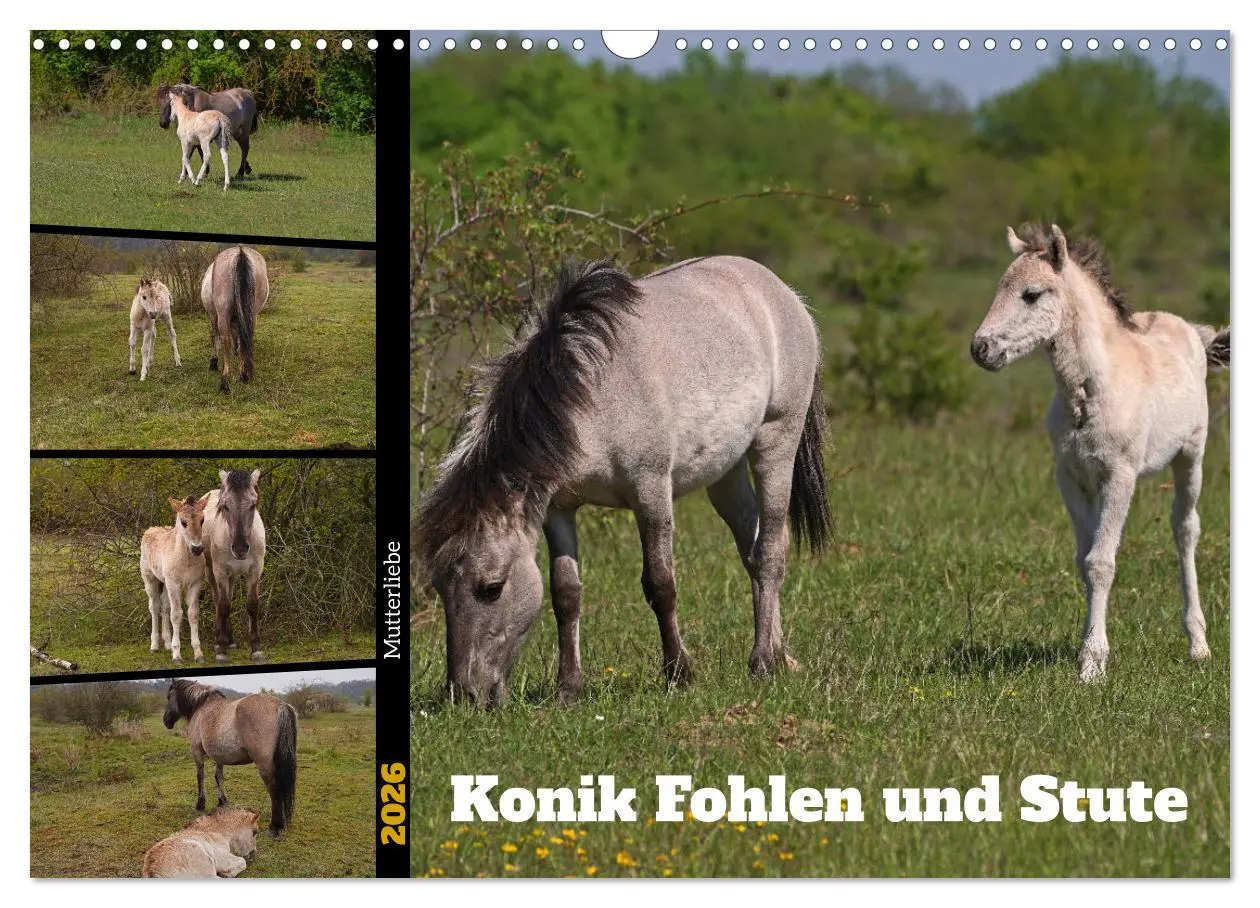 Cover: 9783457581469 | Mutterliebe - Konik Fohlen und Stute (Wandkalender 2026 DIN A3...