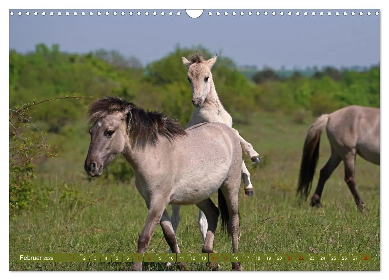 Bild: 9783457581469 | Mutterliebe - Konik Fohlen und Stute (Wandkalender 2026 DIN A3...