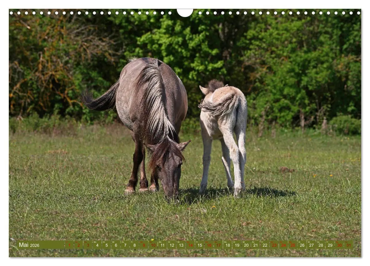 Bild: 9783457581469 | Mutterliebe - Konik Fohlen und Stute (Wandkalender 2026 DIN A3...