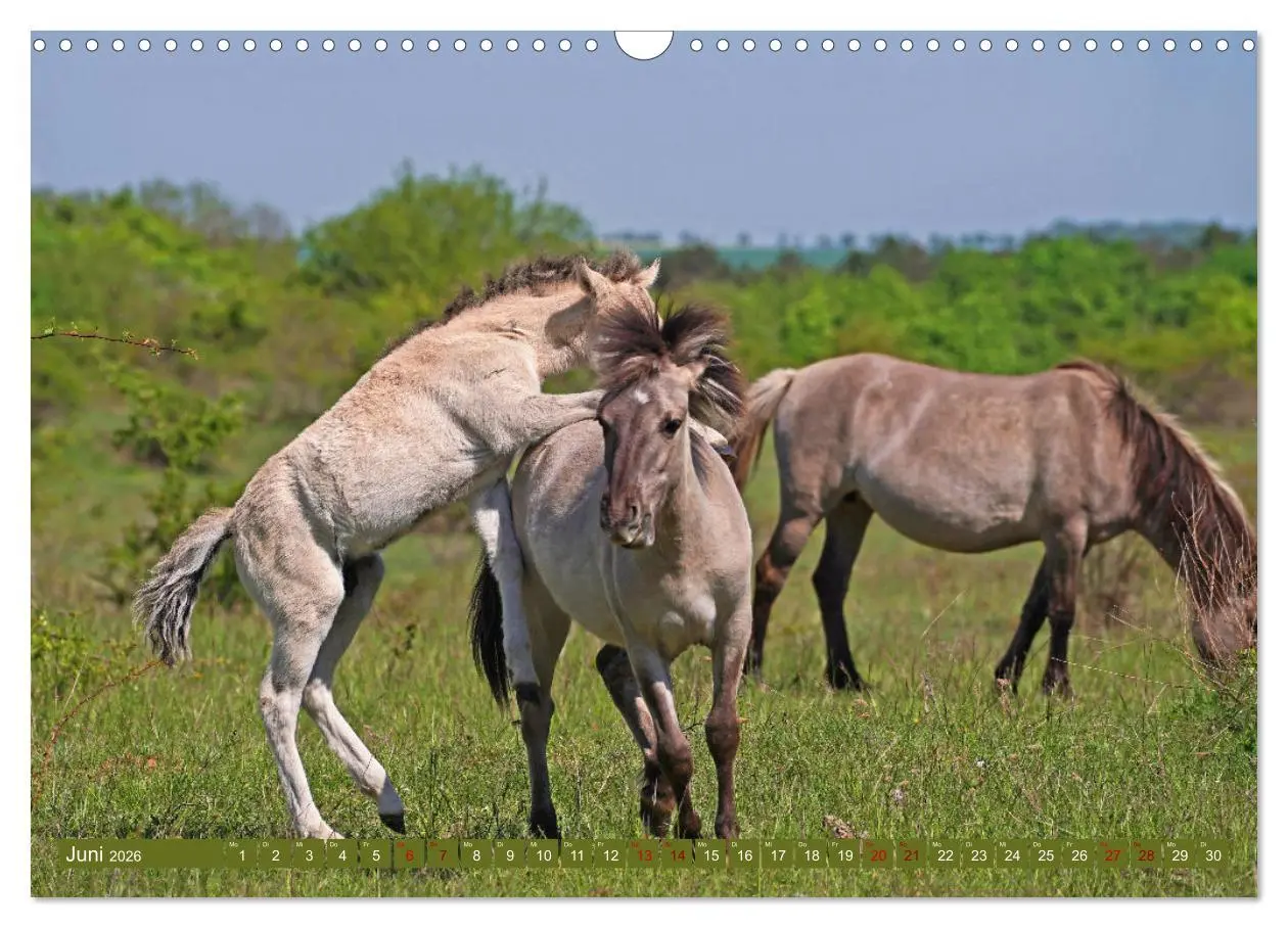Bild: 9783457581469 | Mutterliebe - Konik Fohlen und Stute (Wandkalender 2026 DIN A3...