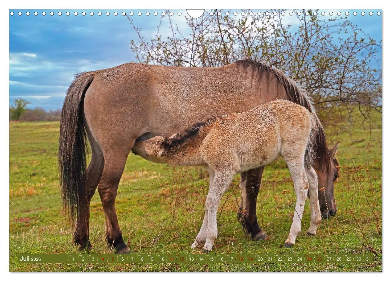 Bild: 9783457581469 | Mutterliebe - Konik Fohlen und Stute (Wandkalender 2026 DIN A3...