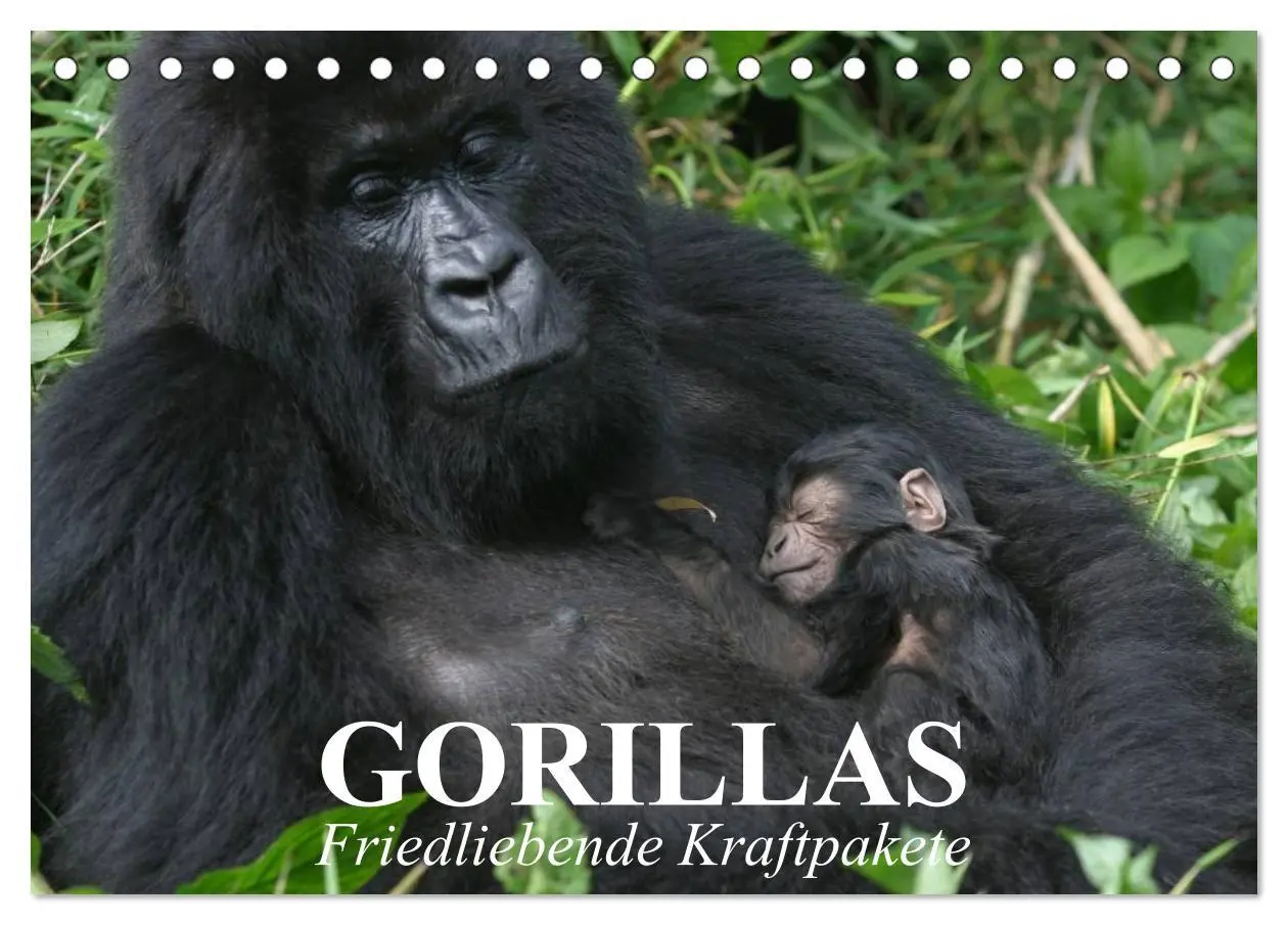 Cover: 9783516051469 | Gorillas. Friedliebende Kraftpakete (Tischkalender 2026 DIN A5...