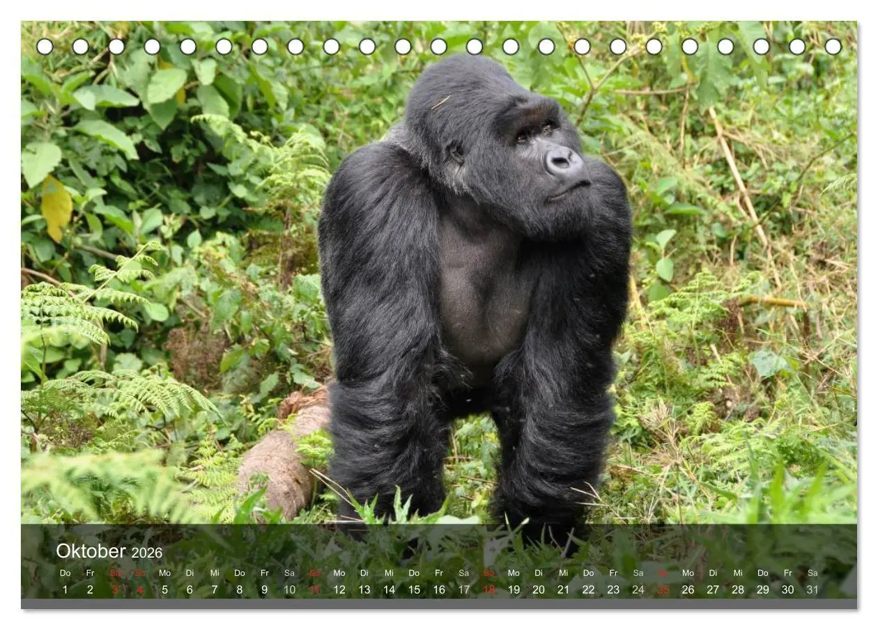 Bild: 9783516051469 | Gorillas. Friedliebende Kraftpakete (Tischkalender 2026 DIN A5...