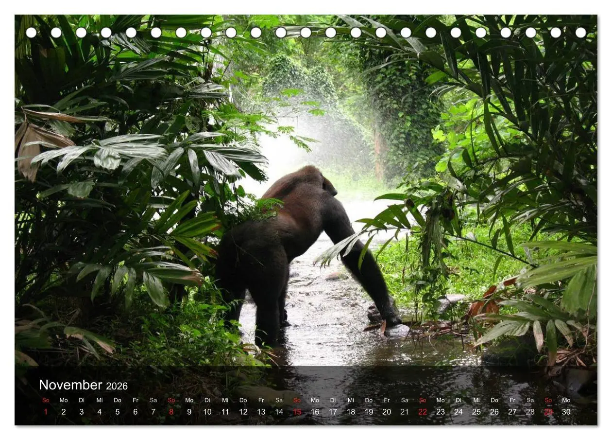 Bild: 9783516051469 | Gorillas. Friedliebende Kraftpakete (Tischkalender 2026 DIN A5...