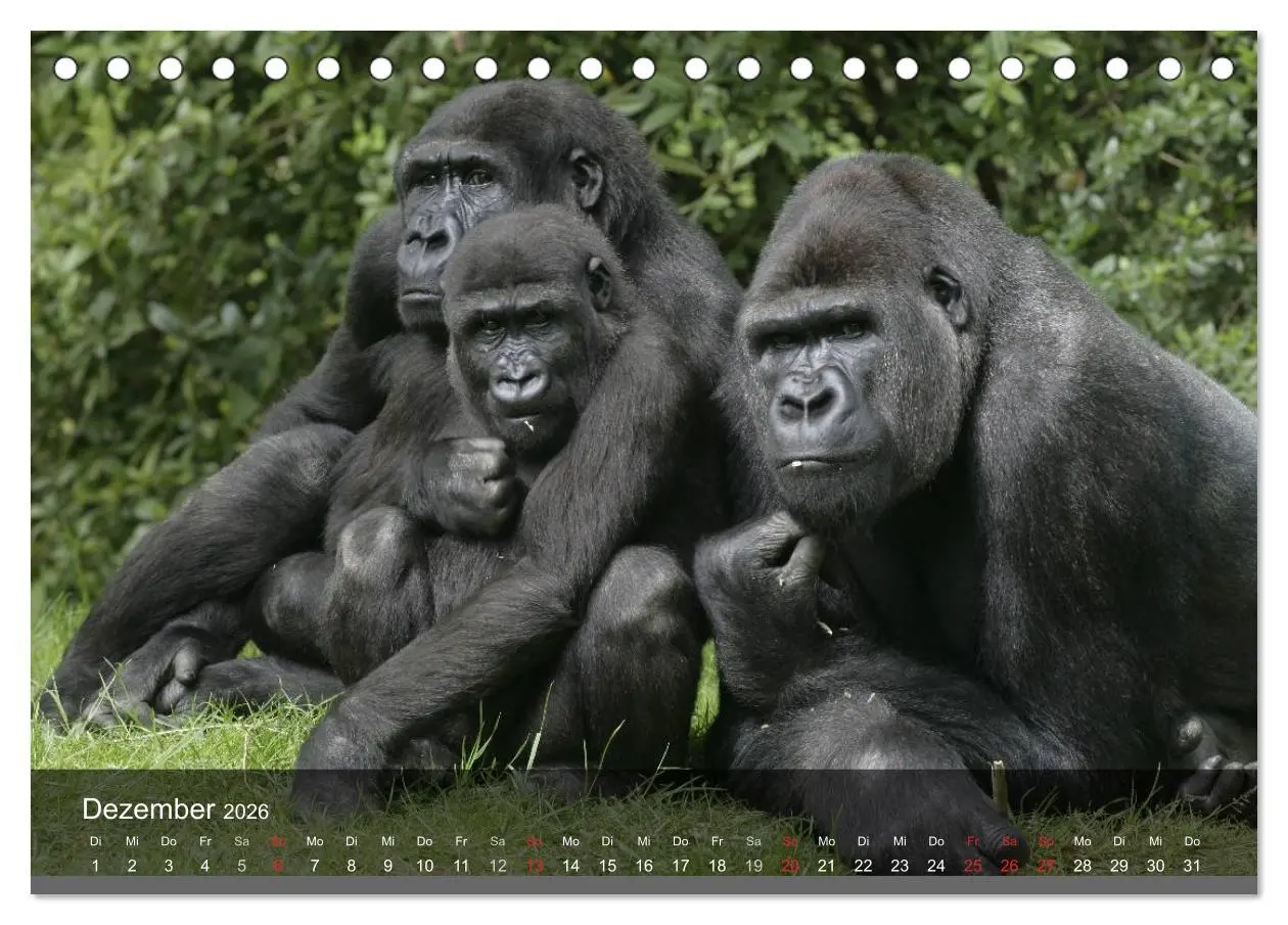 Bild: 9783516051469 | Gorillas. Friedliebende Kraftpakete (Tischkalender 2026 DIN A5...