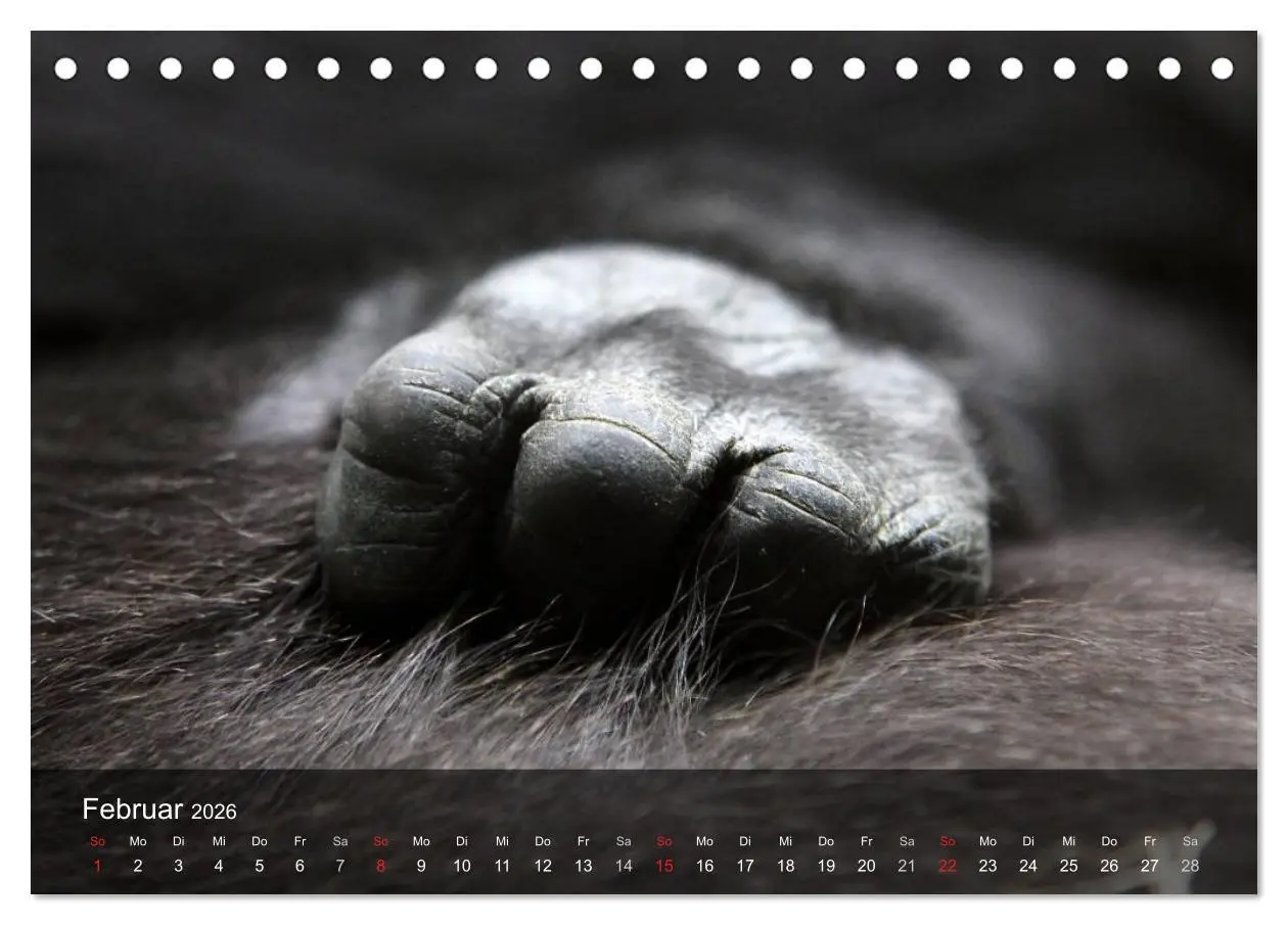 Bild: 9783516051469 | Gorillas. Friedliebende Kraftpakete (Tischkalender 2026 DIN A5...