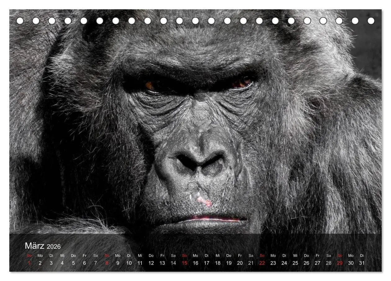 Bild: 9783516051469 | Gorillas. Friedliebende Kraftpakete (Tischkalender 2026 DIN A5...