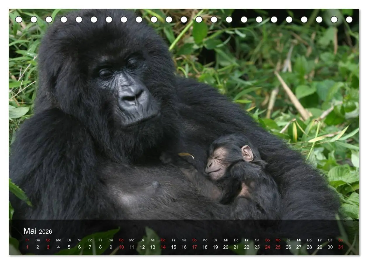 Bild: 9783516051469 | Gorillas. Friedliebende Kraftpakete (Tischkalender 2026 DIN A5...