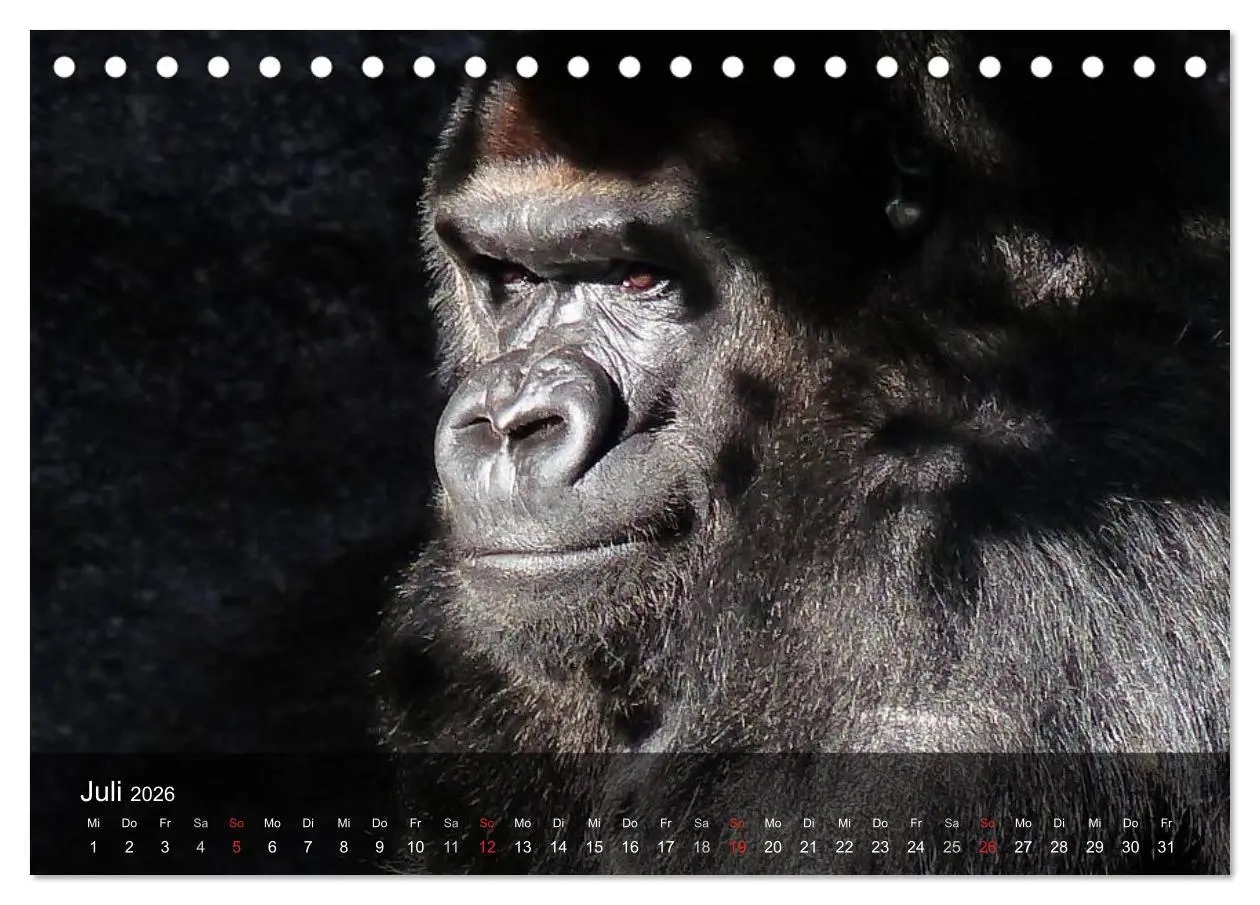 Bild: 9783516051469 | Gorillas. Friedliebende Kraftpakete (Tischkalender 2026 DIN A5...