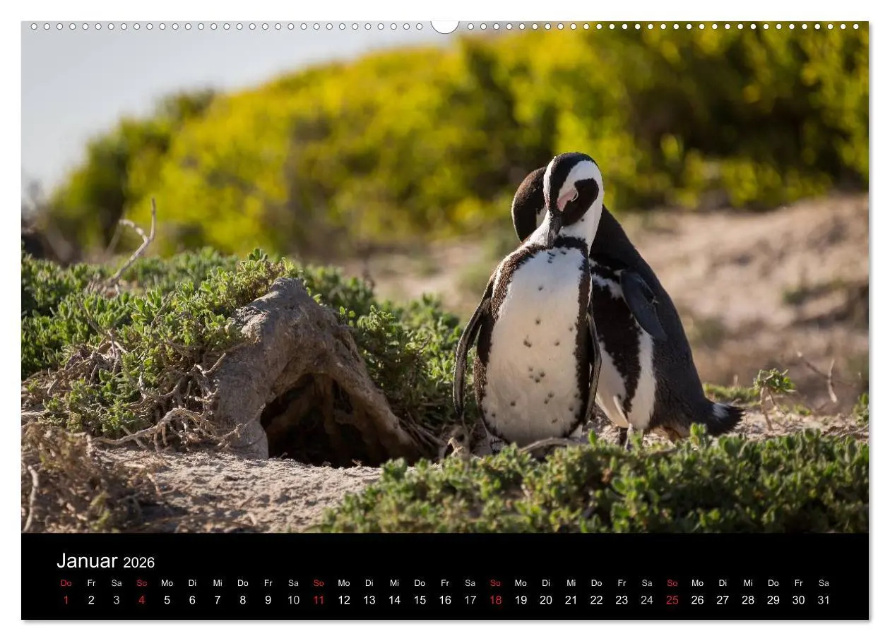 Bild: 9783516031669 | Wunderschönes Südafrika (hochwertiger Premium Wandkalender 2026 DIN...