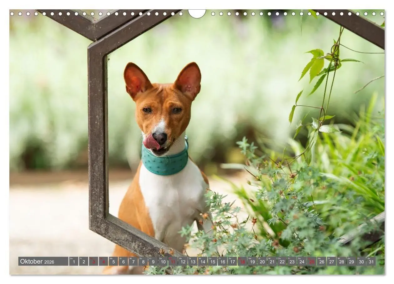 Bild: 9783516711769 | Eine Reise in die Welt der Basenjis (Wandkalender 2026 DIN A3...