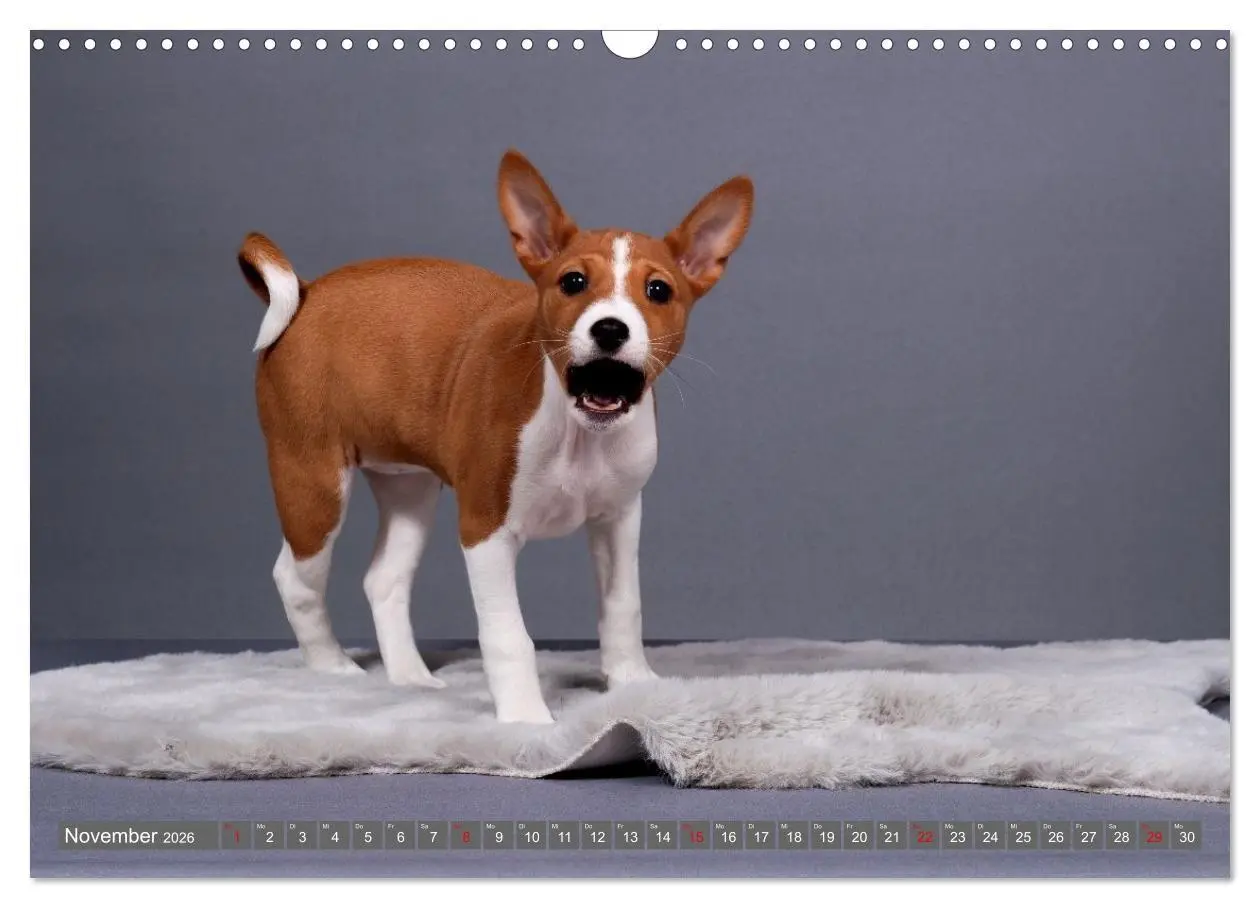 Bild: 9783516711769 | Eine Reise in die Welt der Basenjis (Wandkalender 2026 DIN A3...