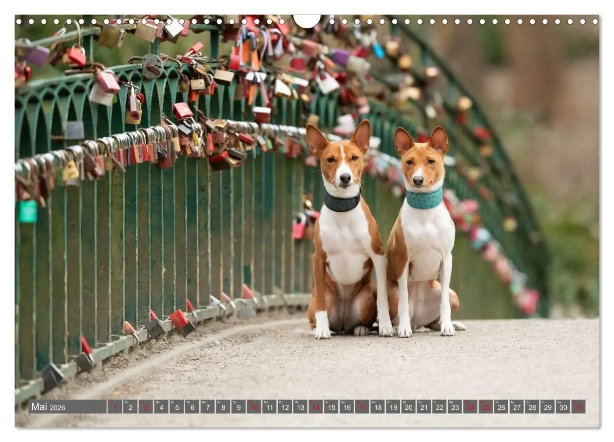 Bild: 9783516711769 | Eine Reise in die Welt der Basenjis (Wandkalender 2026 DIN A3...