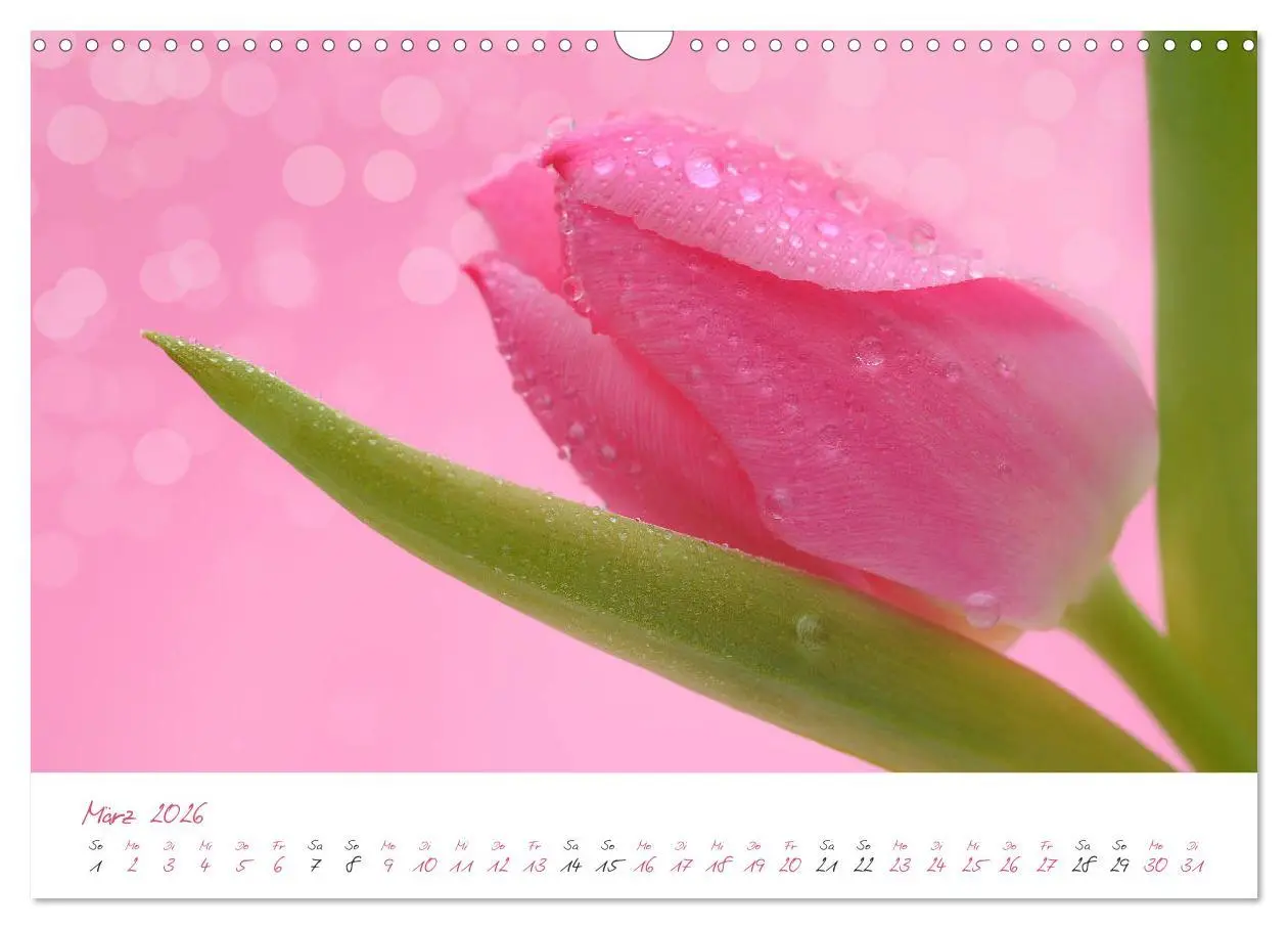 Bild: 9783457781869 | Blütenträume in violett und pink (Wandkalender 2026 DIN A3 quer),...