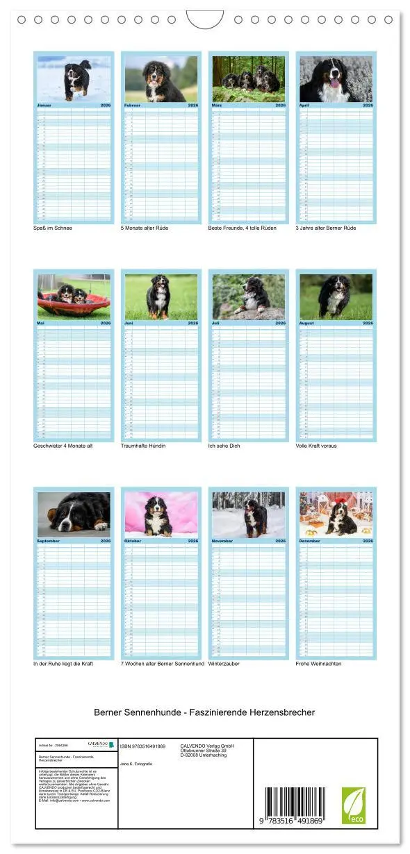 Bild: 9783516491869 | Familienplaner 2026 - Berner Sennenhunde - Faszinierende...